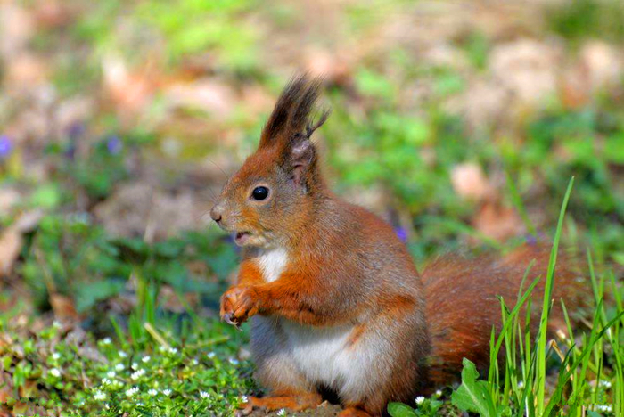 花栗鼠吃松鼠视频,花栗鼠吃虫子视频
