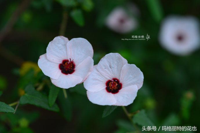 日系小清新高砂芙蓉,高砂芙蓉
