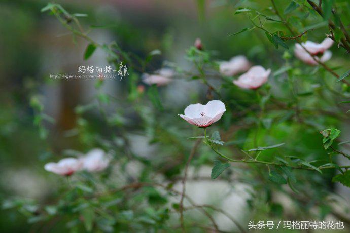 日系小清新高砂芙蓉,高砂芙蓉