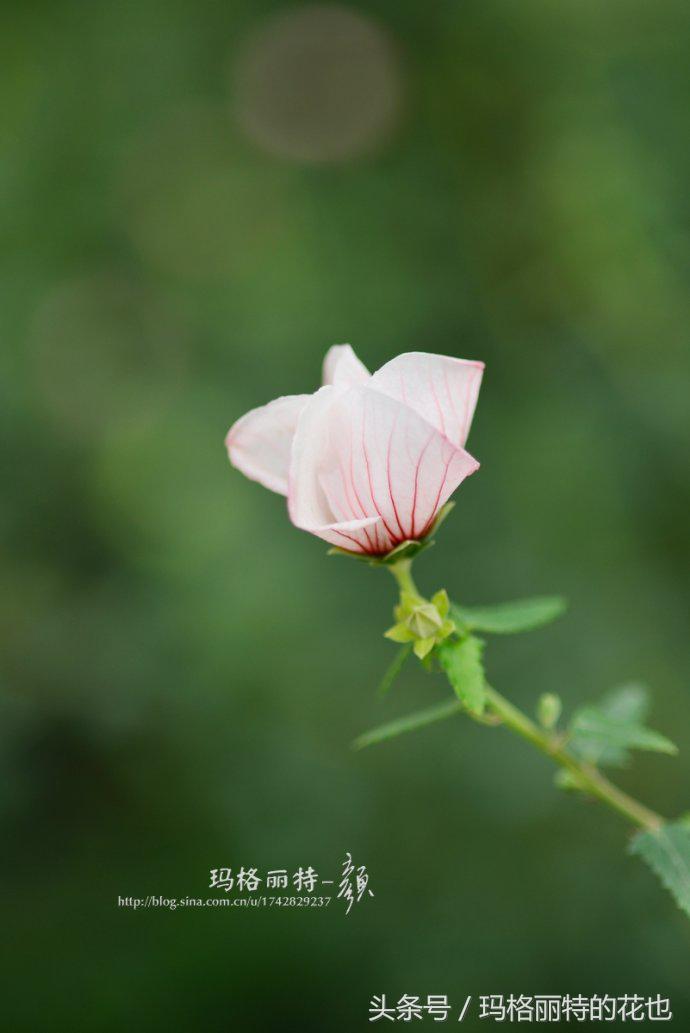 日系小清新高砂芙蓉,高砂芙蓉