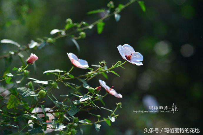 日系小清新高砂芙蓉,高砂芙蓉