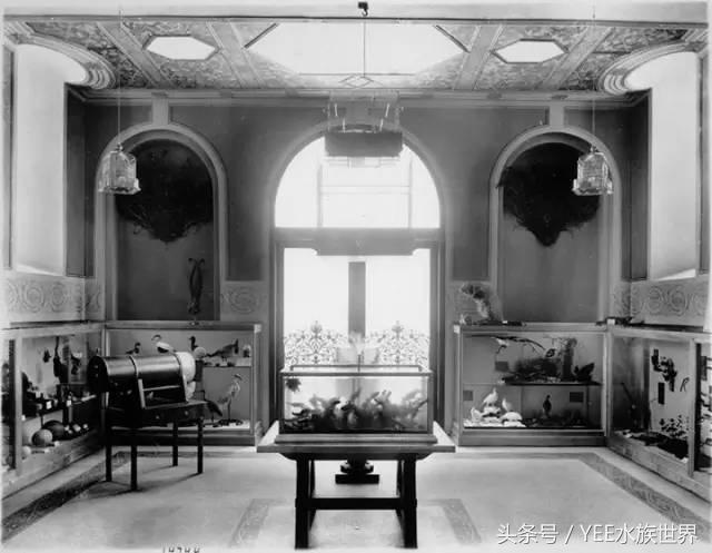 观赏水族养殖关键技术,水族养殖欣赏