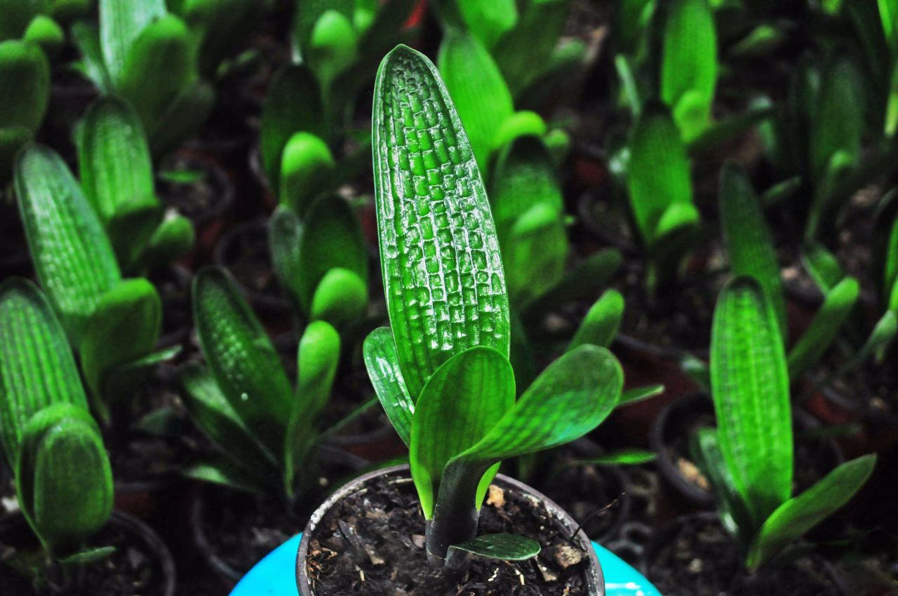 君子兰品种大全一盆多少钱,新手入门首先选的君子兰品种介绍