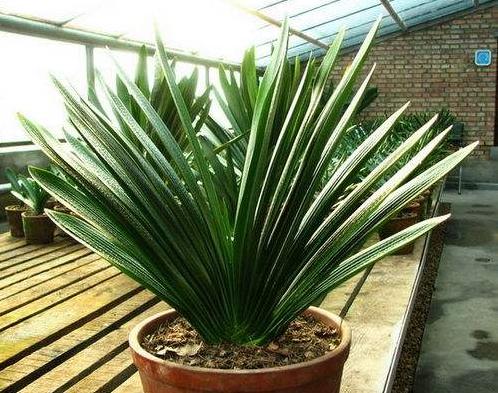 新手入门首先选的君子兰品种介绍,二百块钱一棵的君子兰是好品种吗