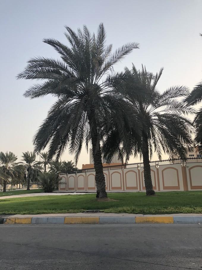 阿联酋沙漠之旅骑着骆驼去旅行,记录一次说走就走的阿联酋迪拜游