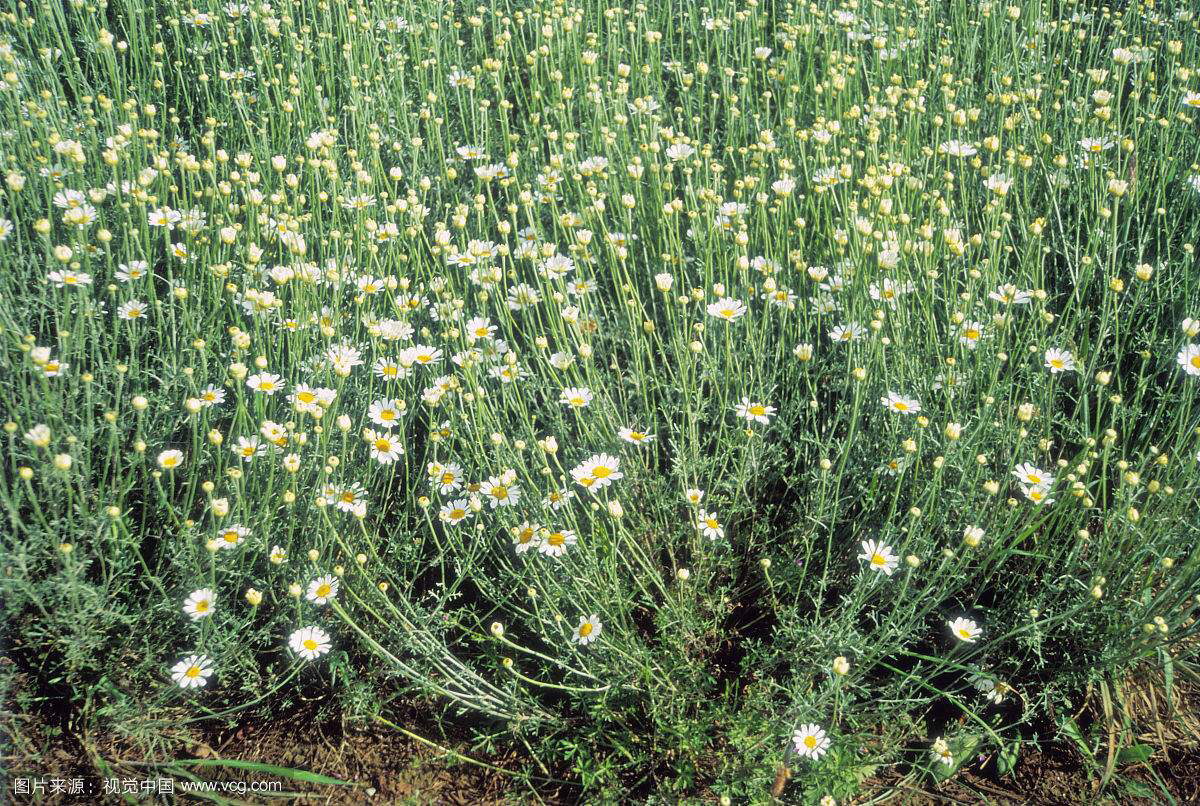 中药除虫菊根,中药材除虫方法