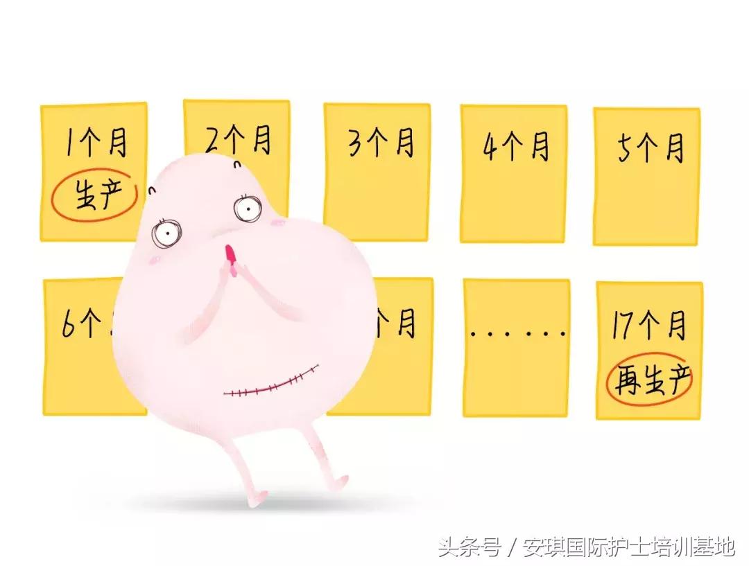 画科普：关于剖宫产后顺产（VBAC）你知道多少？