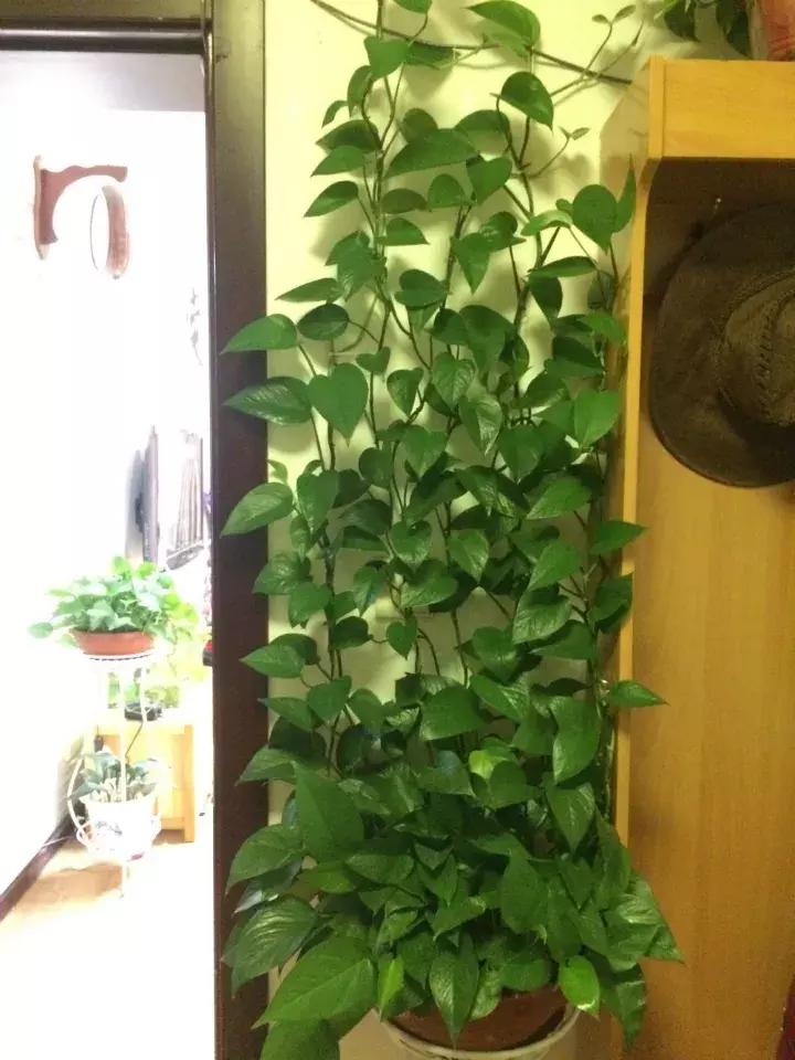 绿萝实用小技巧,绿萝经常放通风口能长得快吗