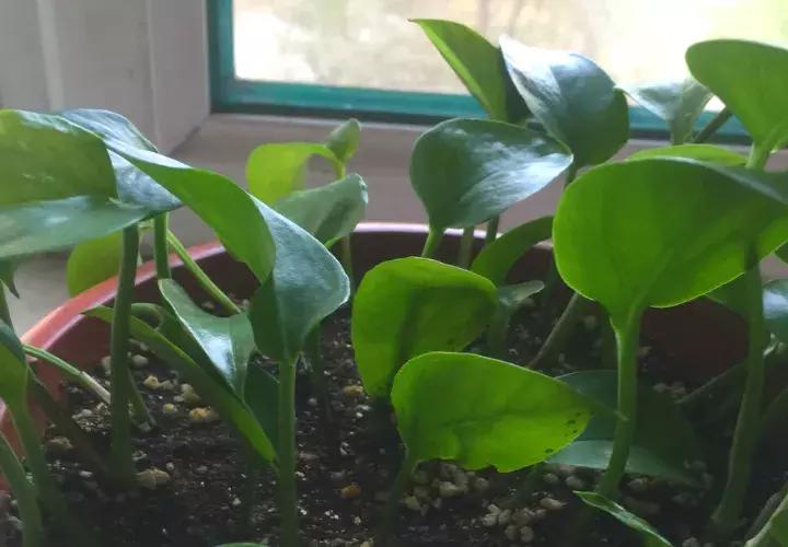 绿萝实用小技巧,绿萝经常放通风口能长得快吗