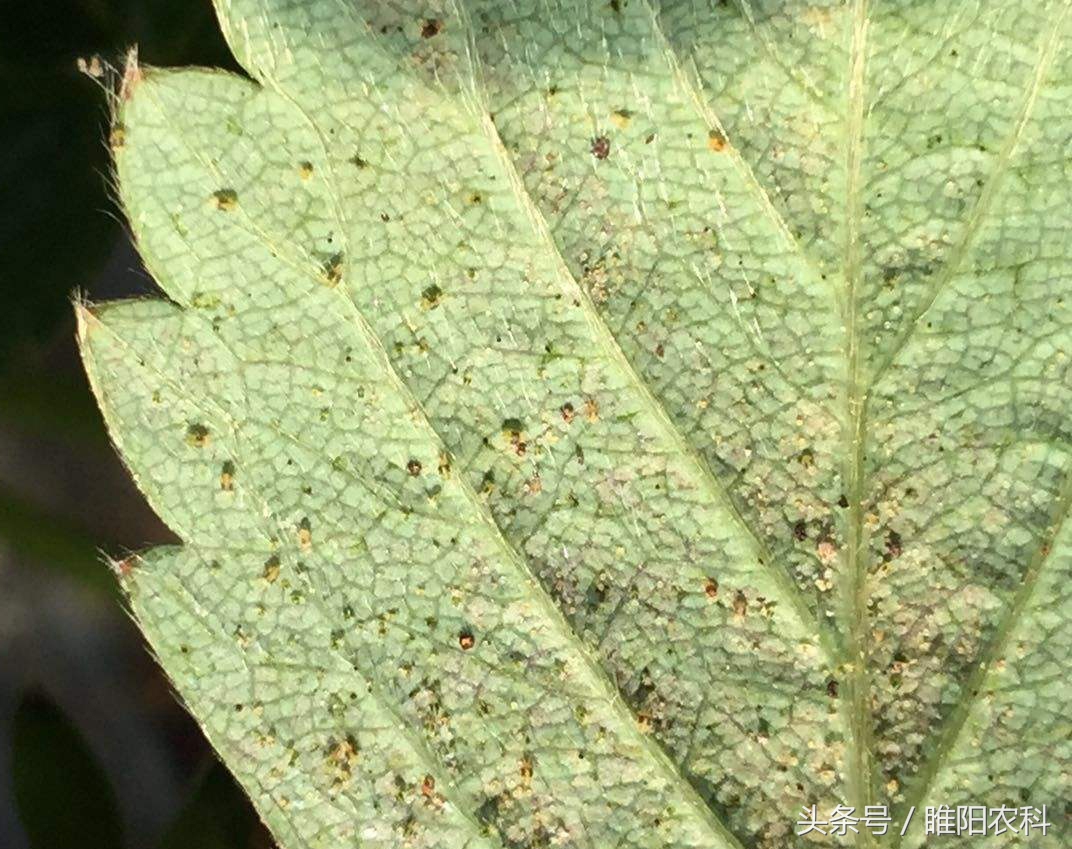 红蜘蛛杀螨药,茶黄螨红蜘蛛用什么药