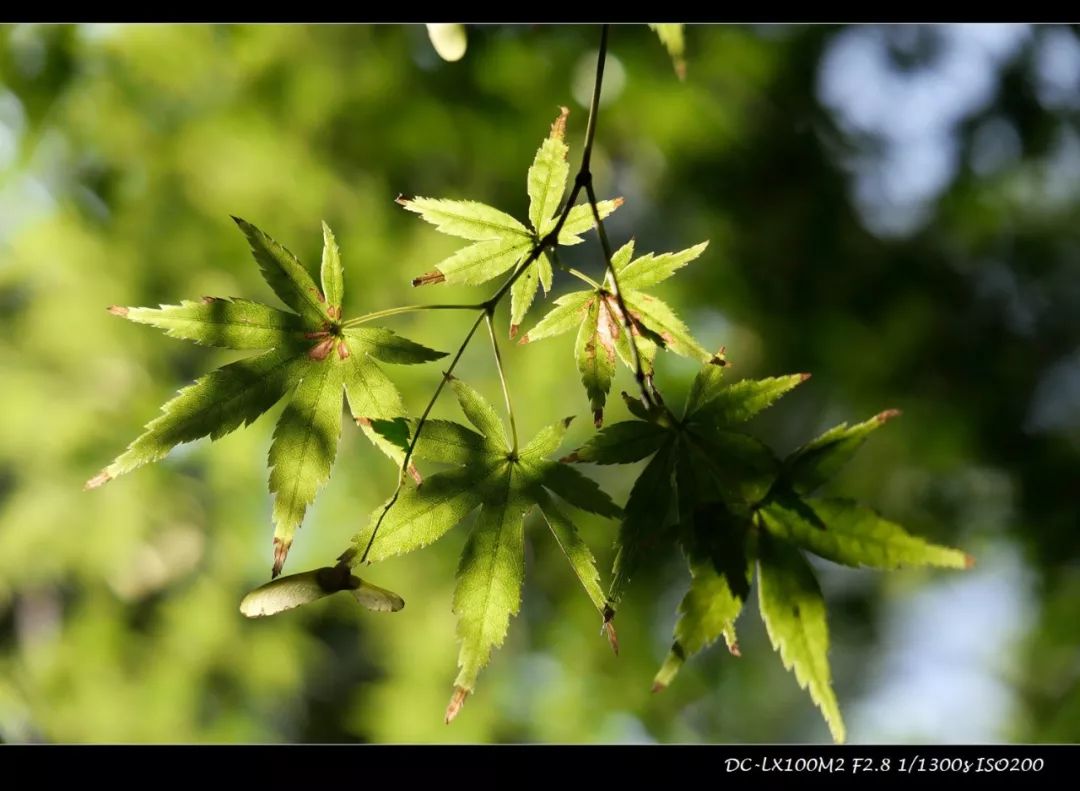松下lx100m2有效像素,松下lx100ii深度评测