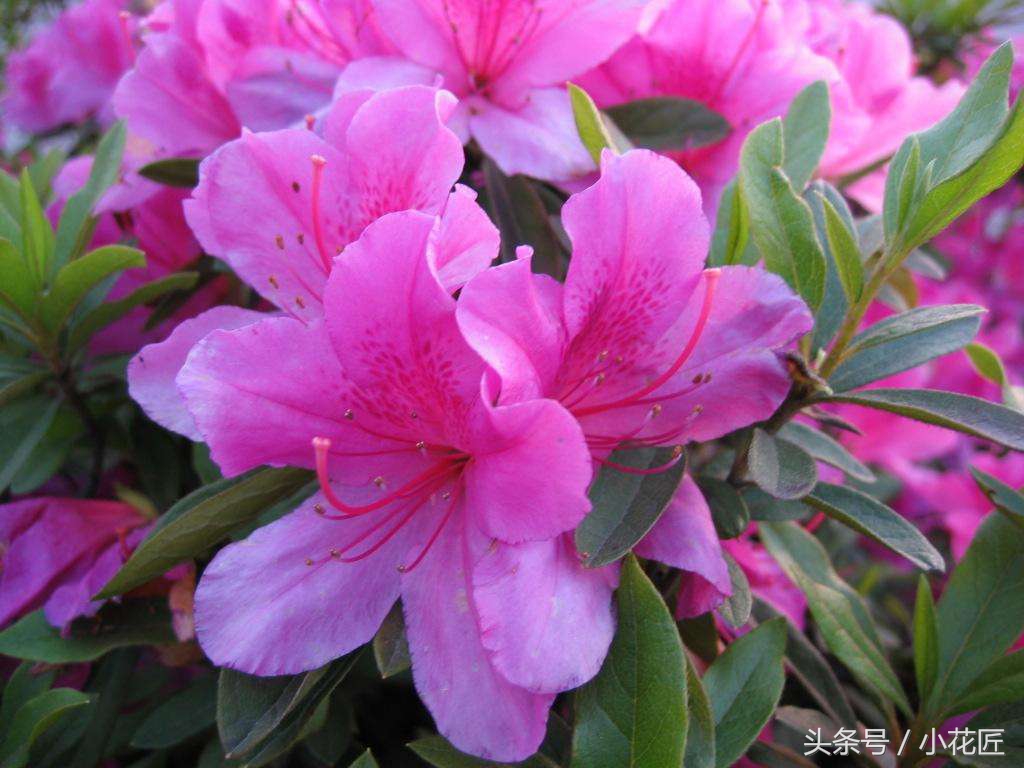 杜鹃花如何过冬的方法,杜鹃花过冬方法