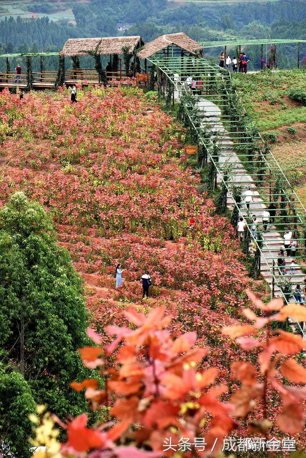 金堂秋色,秋天金堂十大必去景点