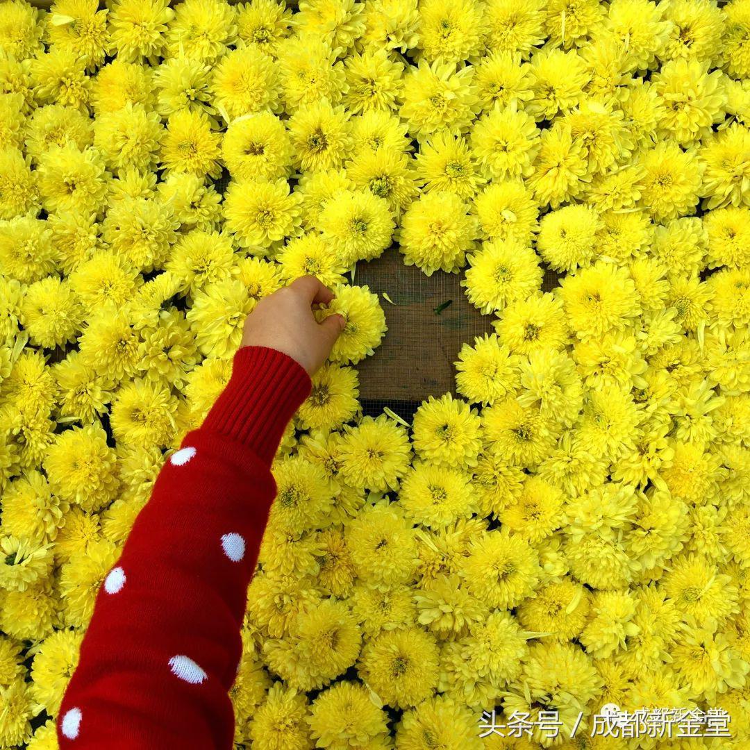 金堂秋色,秋天金堂十大必去景点