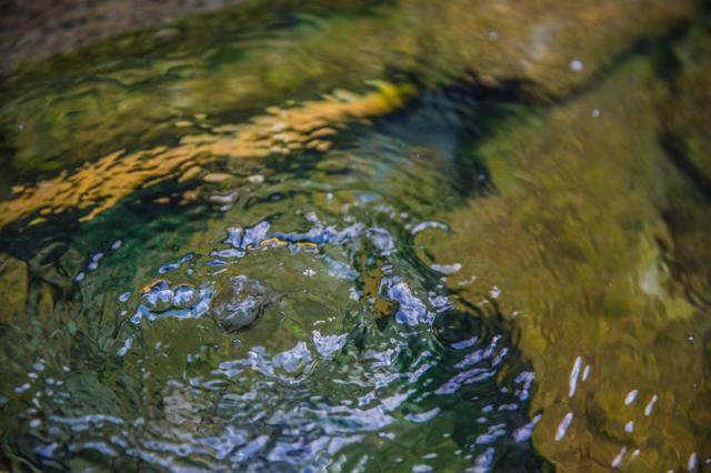 鑽疯姳鍙ら晣鑵惧啿,鑵惧啿鑽疯姳鍙ら晣