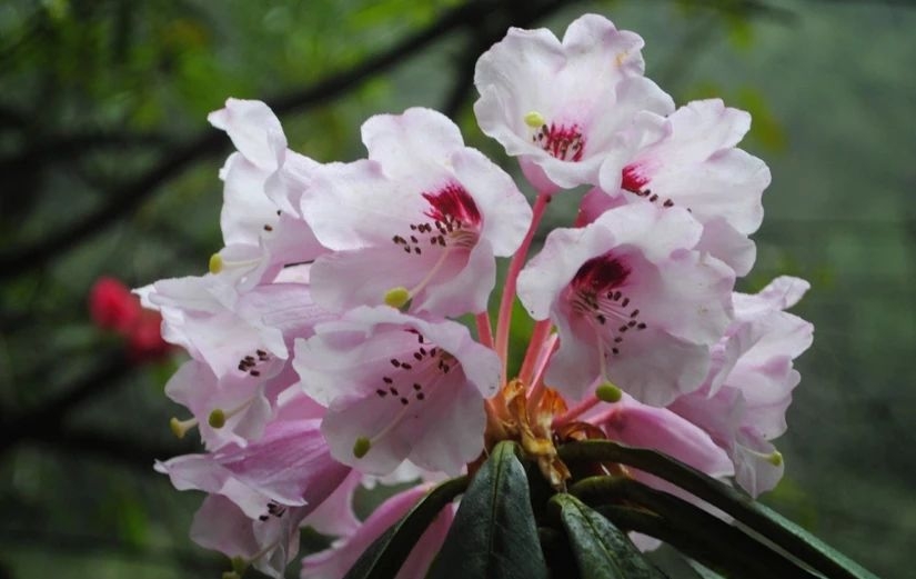 百慕大黑竹沟未解之谜,黑竹沟百慕大三角探险