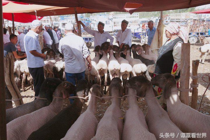 令人大开眼界的车,喀什牛羊大巴扎有意思吗