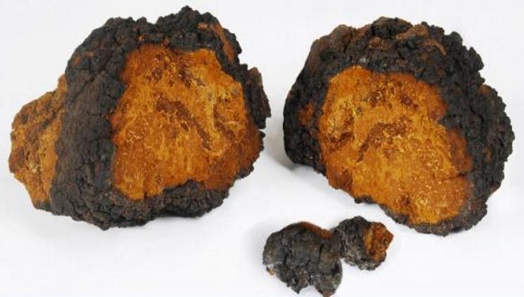 让我们一起了解白桦茸《免疫之星》《森林钻石》