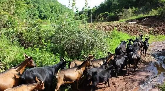 做休闲农场赚钱吗,农业加工创业新模式