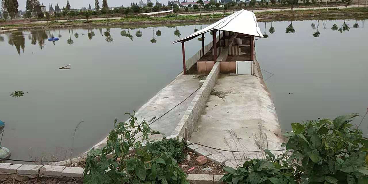 养鱼要培养什么菌,养鱼用什么水产菌种