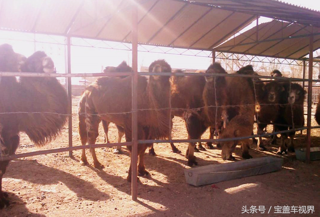 军营“驼倌”对“蒙古族养驼习俗”的亲身感受