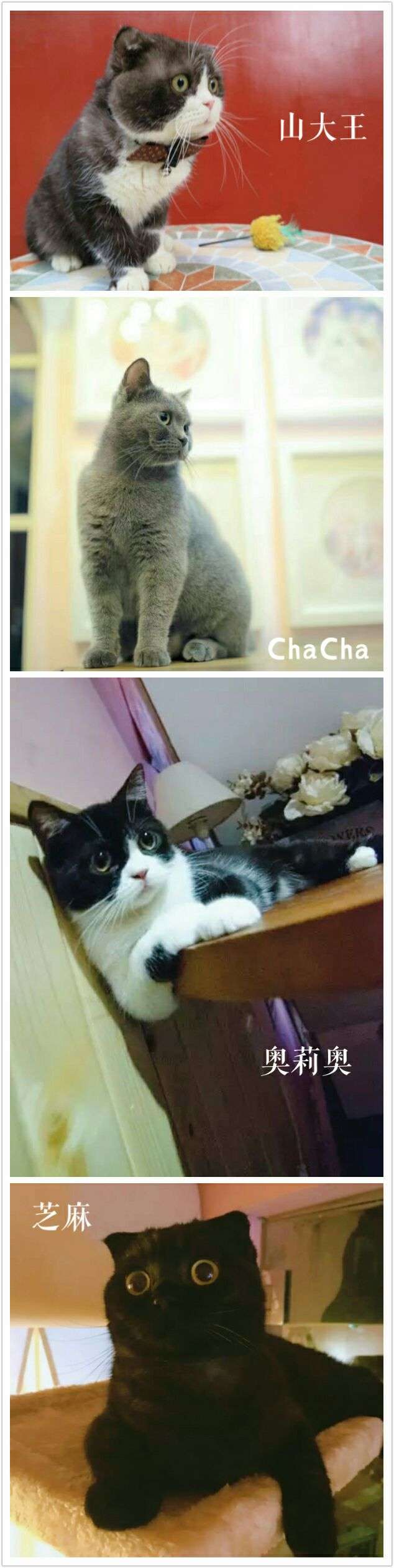 慵懒喵喵吸猫场所,吸猫者必去的十个地方