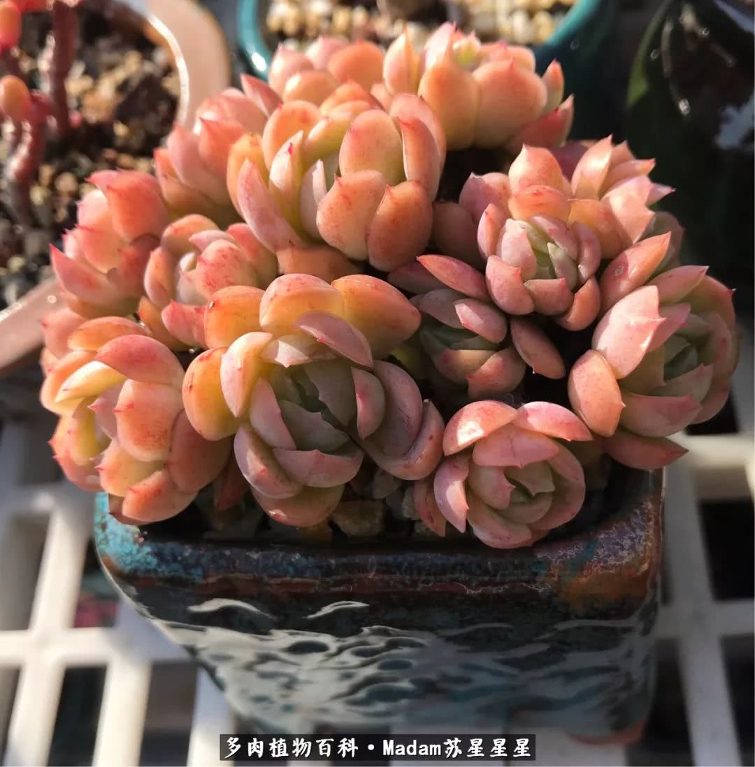 养多肉就是在不断折腾中寻找快乐,养多肉是我坚持做的最久的一件事