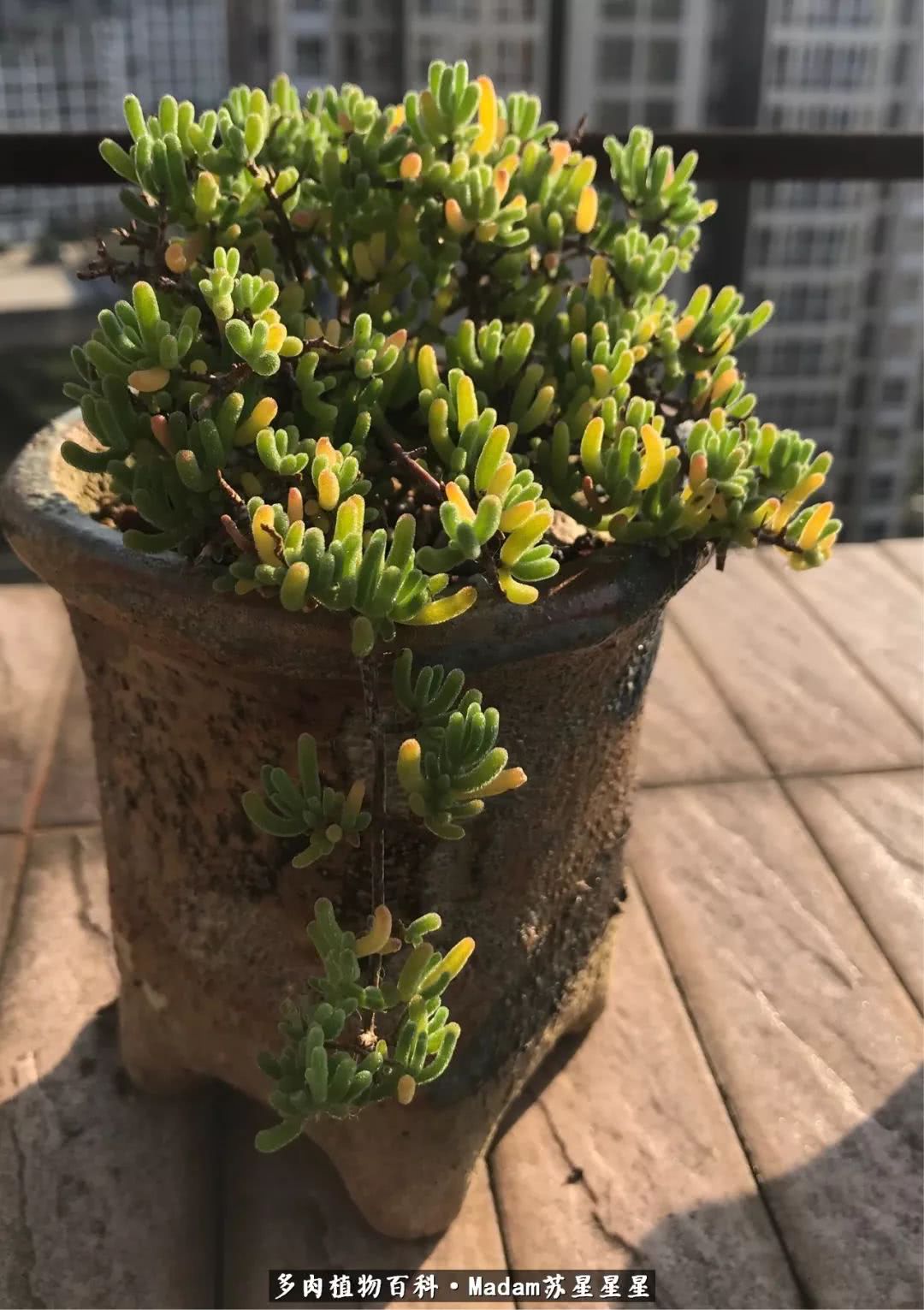 养多肉就是在不断折腾中寻找快乐,养多肉是我坚持做的最久的一件事