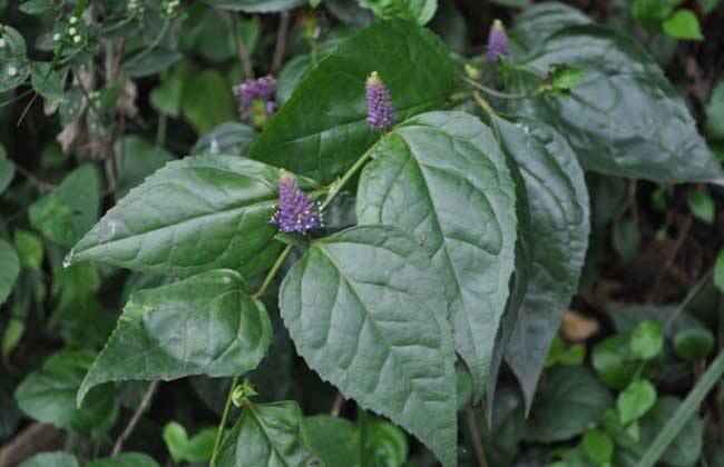 腹水草的中药别名,腹水草长什么样