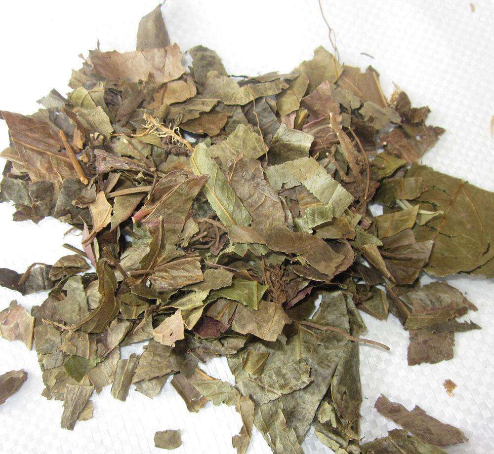 腹水草的中药别名,腹水草长什么样