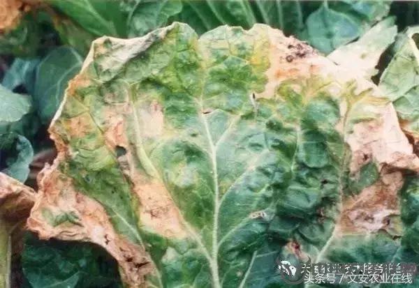 大白菜常见病害图谱,大白菜病害图解大全