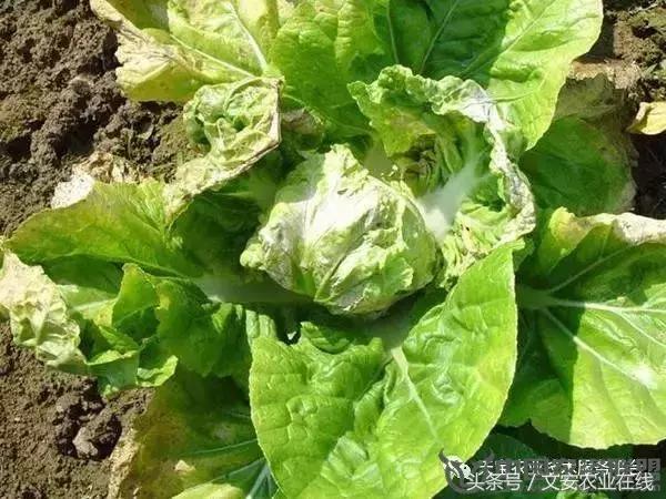 大白菜常见病害图谱,大白菜病害图解大全