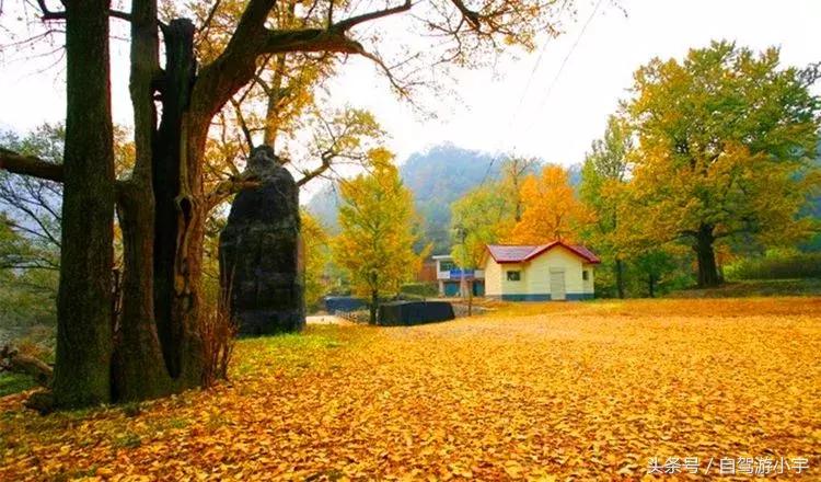 河南省赏红叶一日游,河南省秋天红叶最佳去处