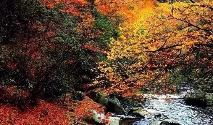 河南省赏红叶一日游,河南省秋天红叶最佳去处