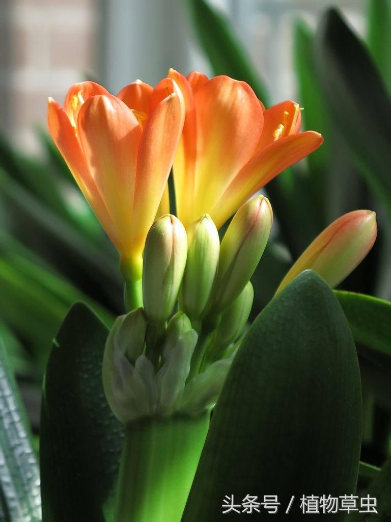 同样养护条件下有的君子兰不开花,君子兰开花后如何养护和管理