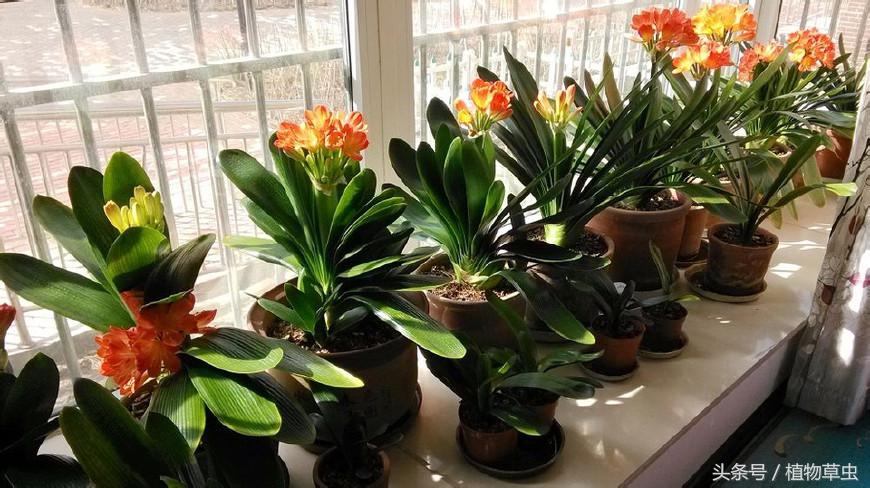 同样养护条件下有的君子兰不开花,君子兰开花后如何养护和管理