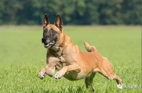 分享一些训犬护主的小技巧,训犬护食纠正