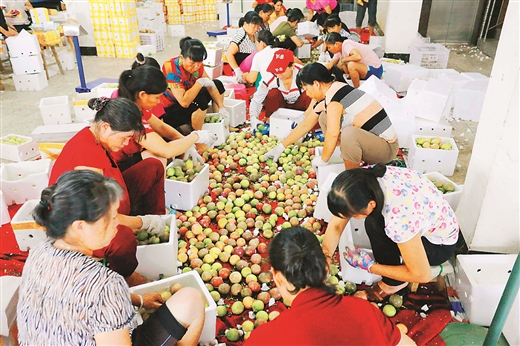电商进村项目后续发展,电商进农村示范县成果展示