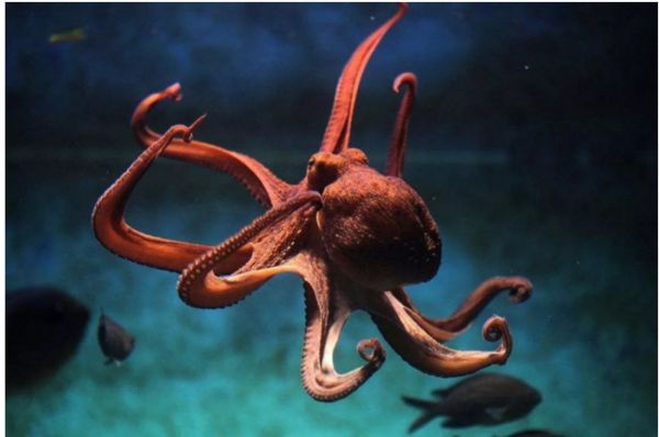 臻迪百科（014）｜章鱼这家伙没准比你还聪明