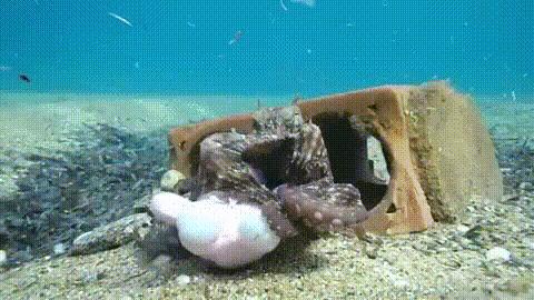 臻迪百科（014）｜章鱼这家伙没准比你还聪明