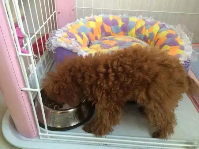 泰迪挑食不吃狗粮怎么纠正,如何改正泰迪只吃肉不吃狗粮