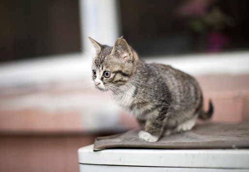 收藏备用猫咪常见疾病预防与急救,猫的知识猫咪饮食常见病症