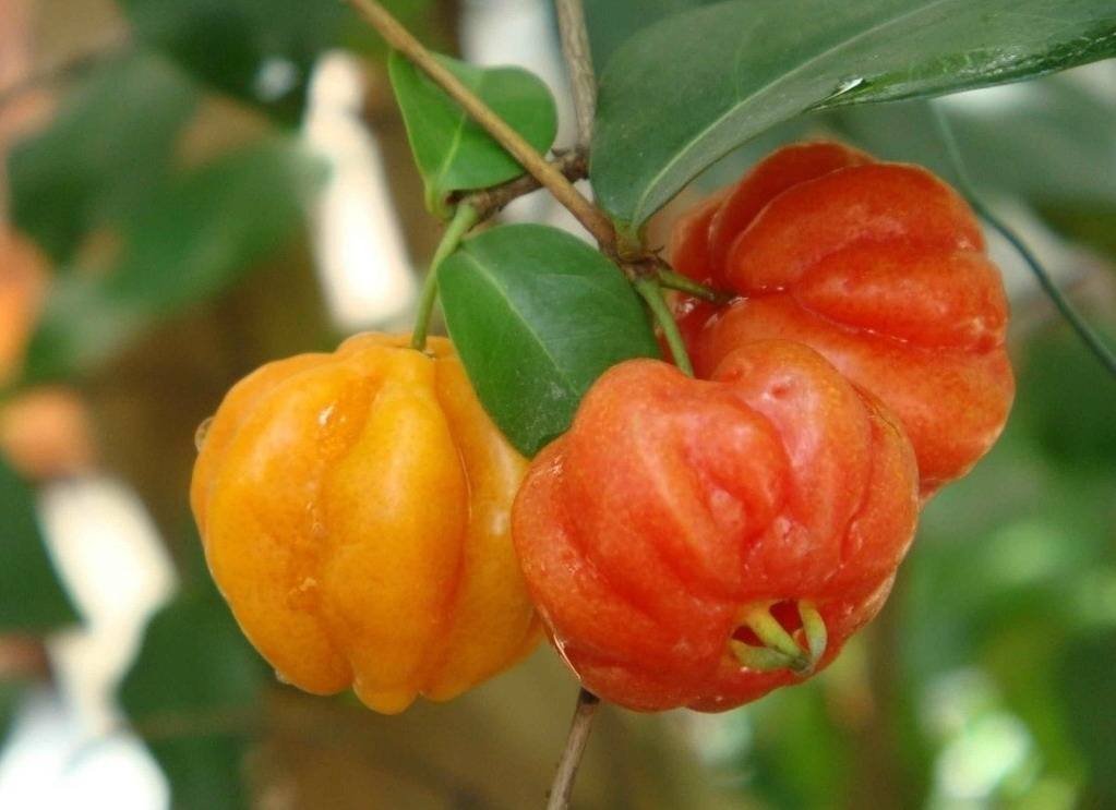 这种小红果产自巴西！味道鲜美，果型奇特，食用、观赏两相宜！