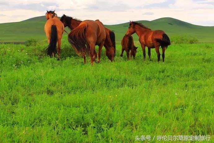 什么是呼伦贝尔大草原,什么是呼伦贝尔
