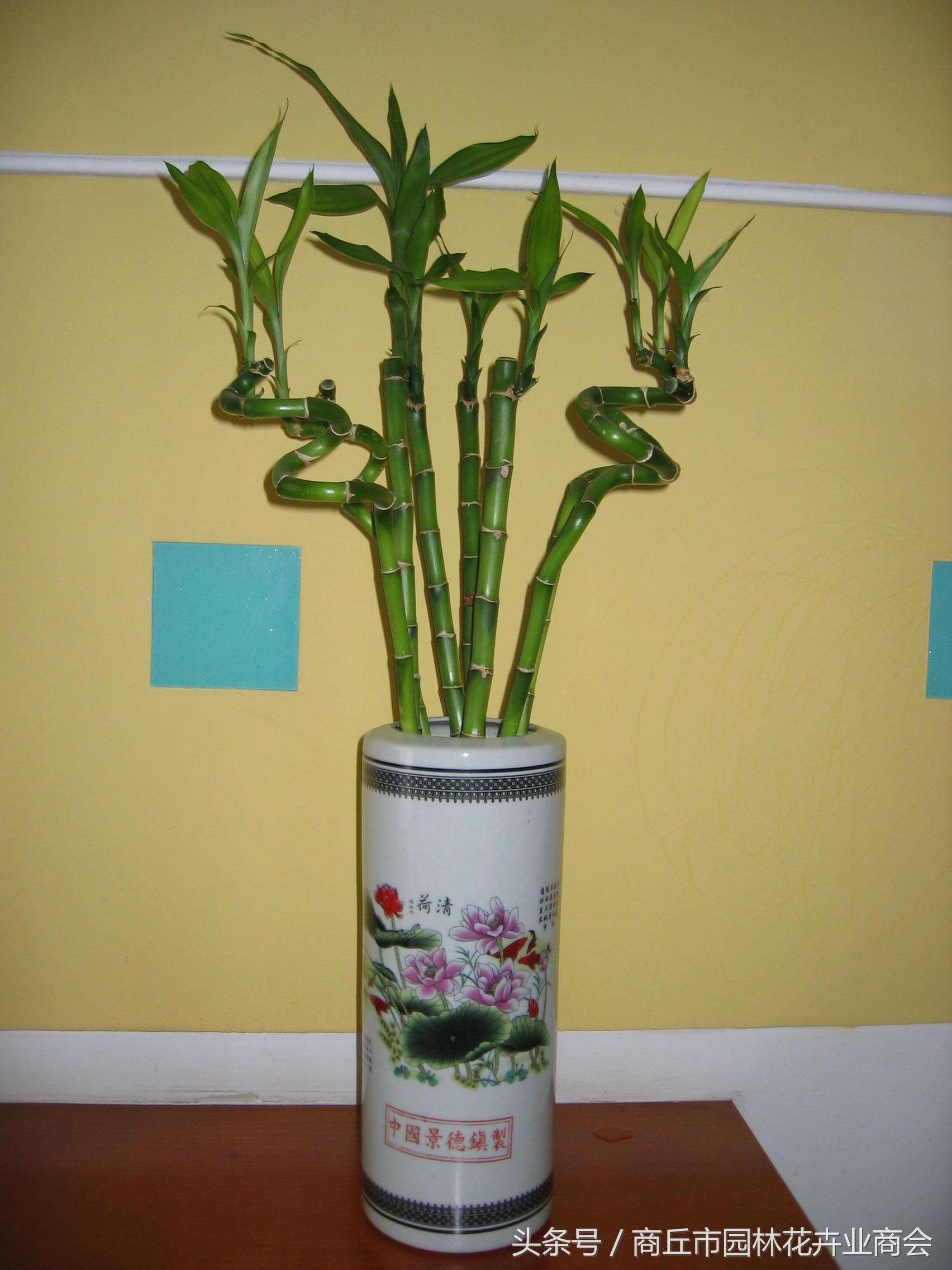 家里的富贵竹长得太高好不好,富贵竹一般养几支才吉利