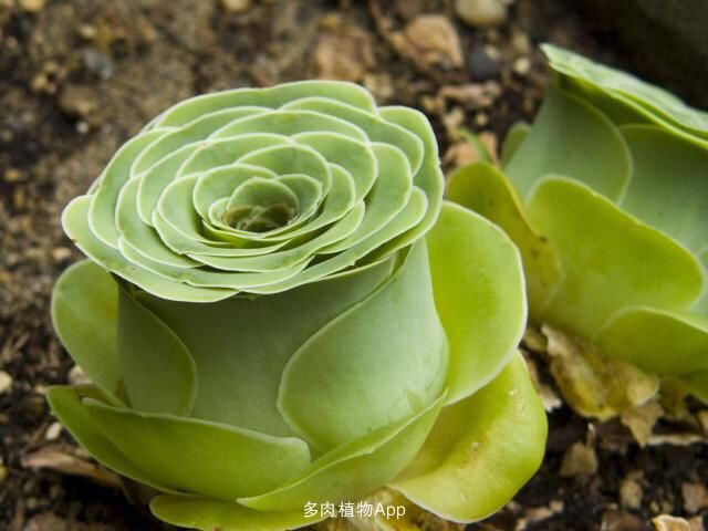 山地玫瑰的生长期是几月到几月,山地玫瑰什么季节生长旺盛