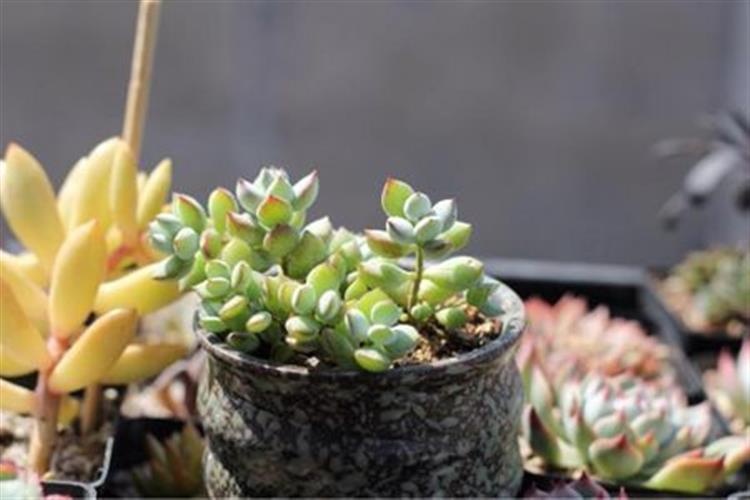 养成老桩最好看的多肉品种,多肉怎么养才能养成老桩盆景