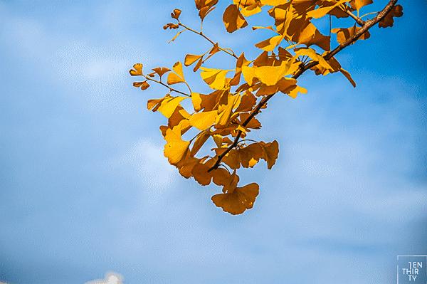 武汉秋冬美食,武汉春季美食推荐