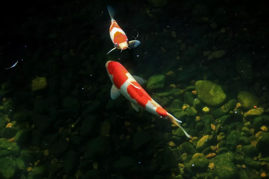 店铺养鱼风水怎么样,风水养鱼应该养几条