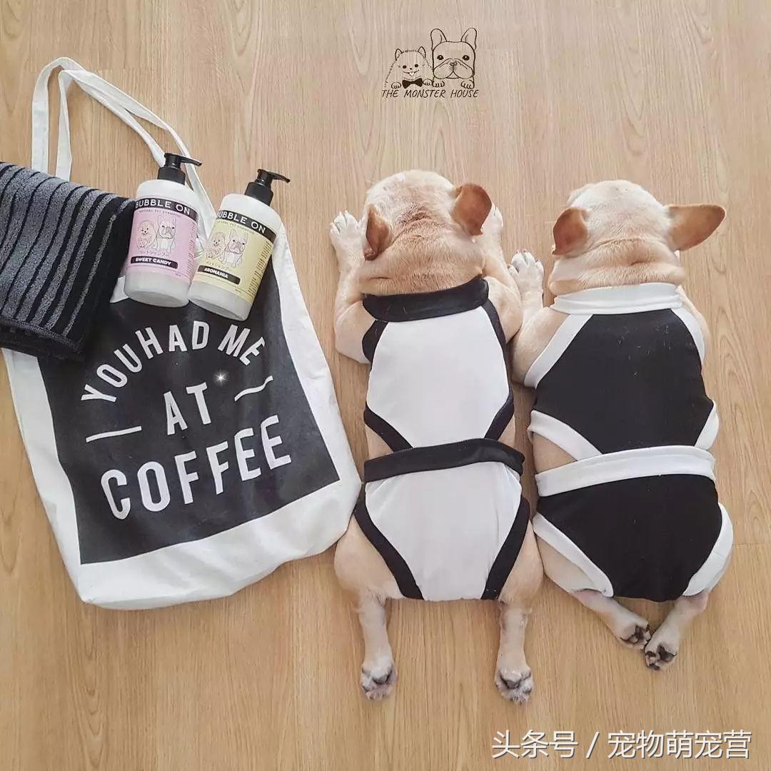 斗牛犬挑食怎么办,斗牛犬不胖怎么回事